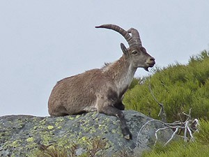 Spanish Ibex - Capra hispanica © John Muddeman